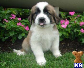 Trinity - St Bernard Female